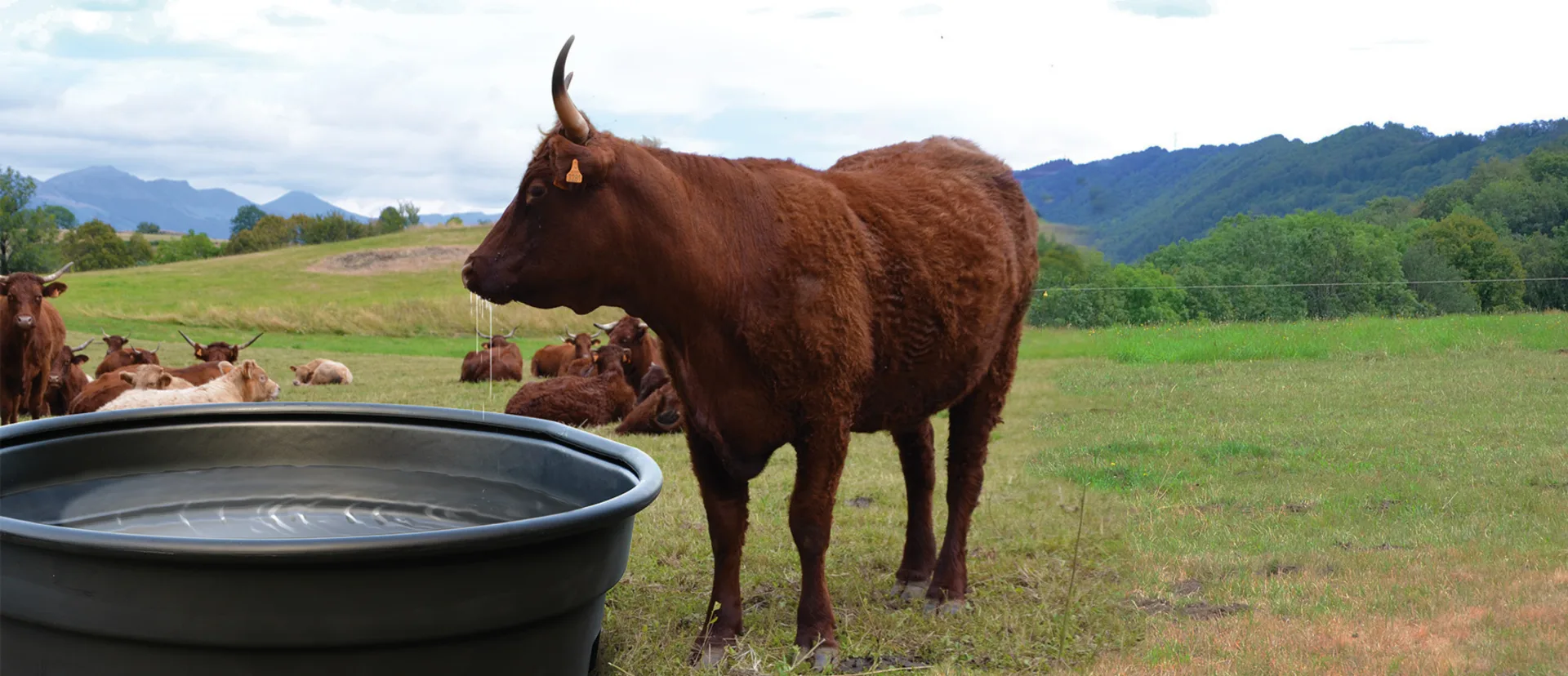 bac a eau animaux