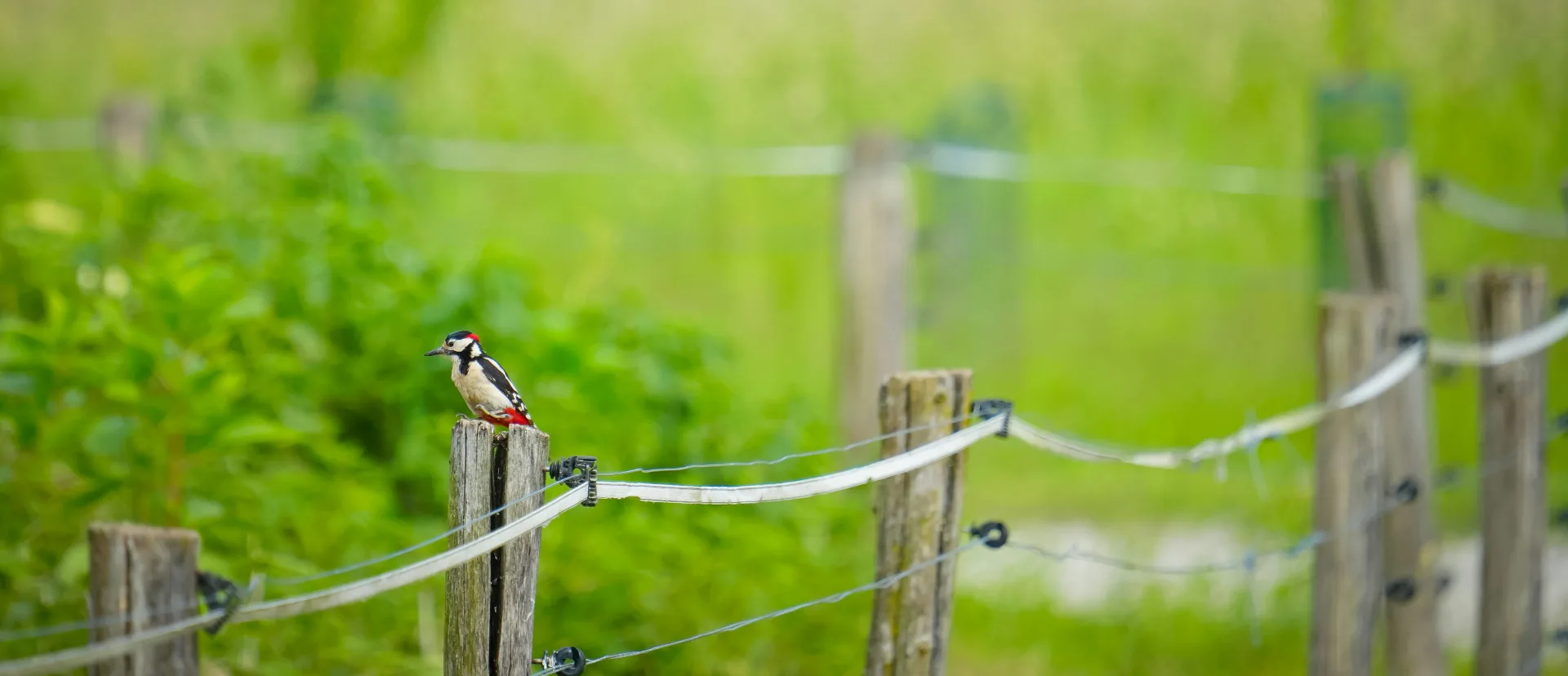 cloture electrique elevage