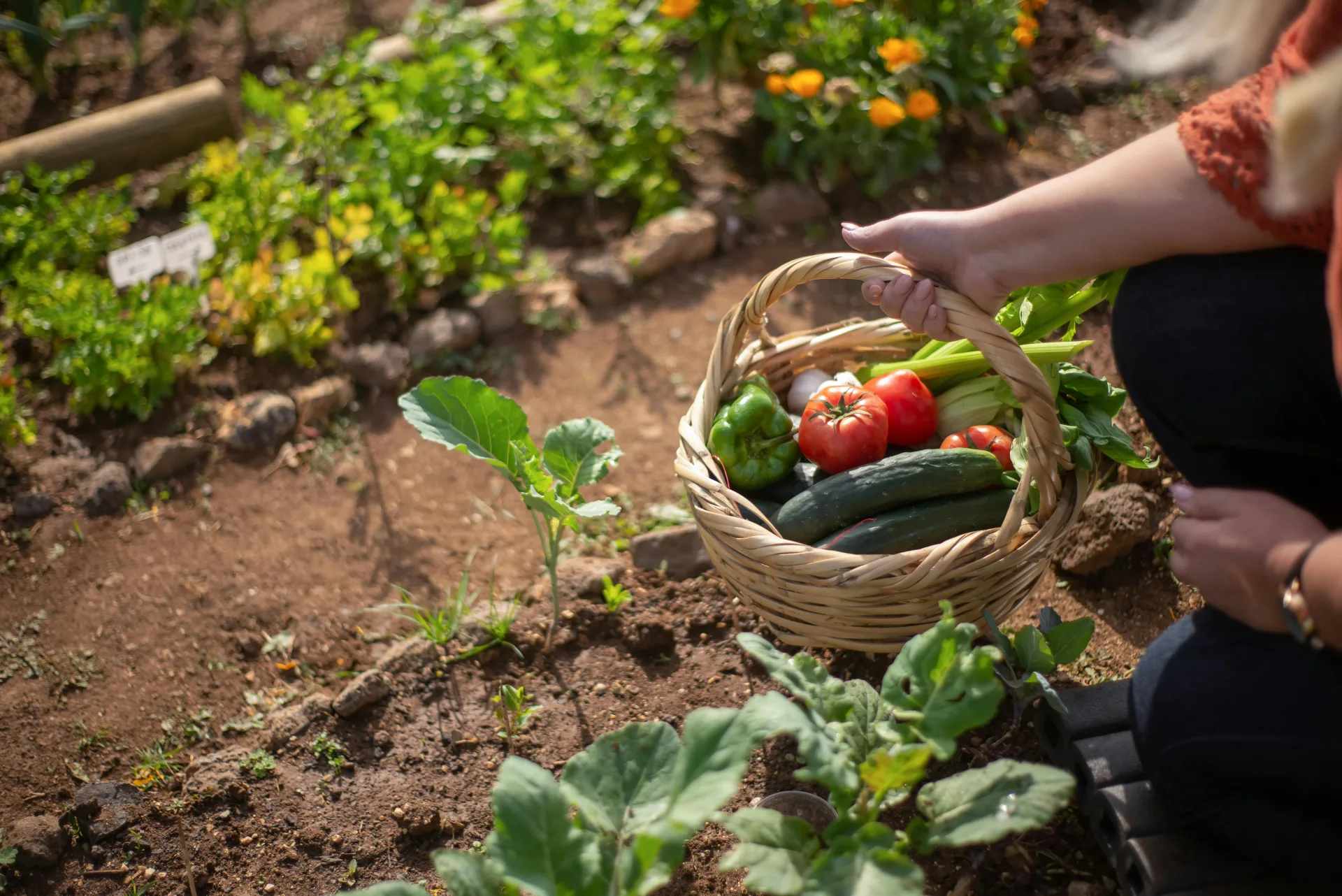 Jardinage fin été