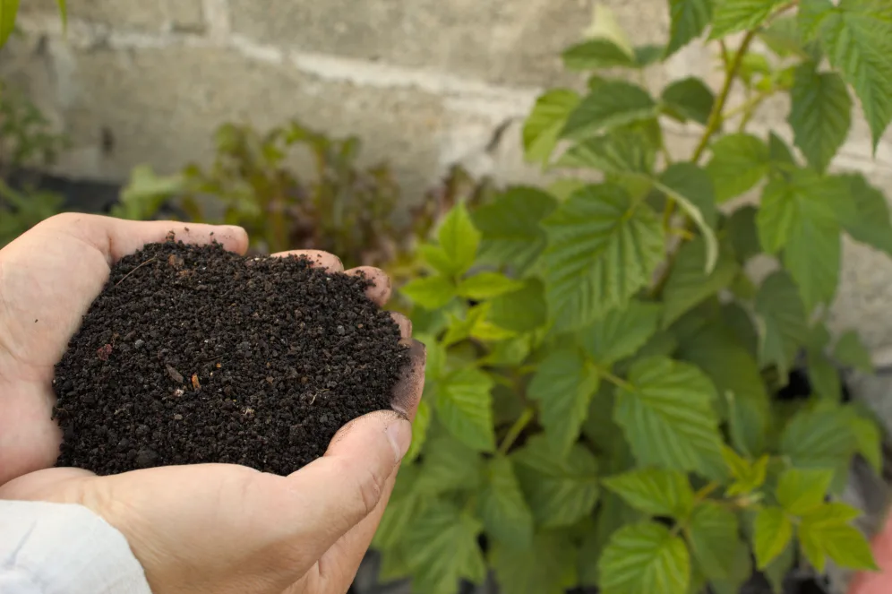 engrais au potager