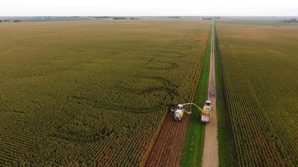 ensilage-mais