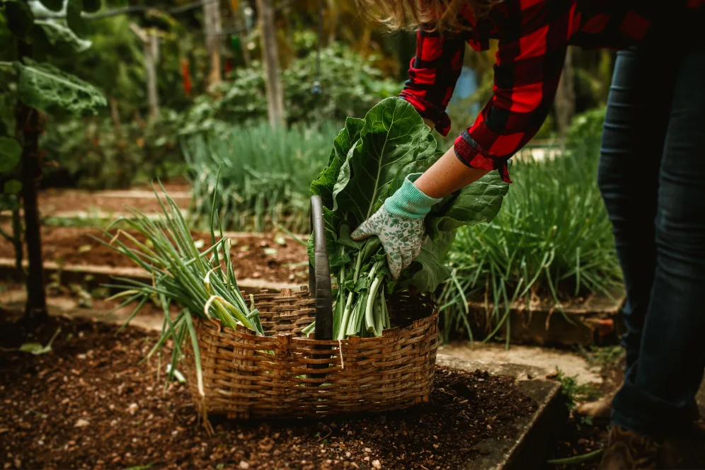 Travail au potager