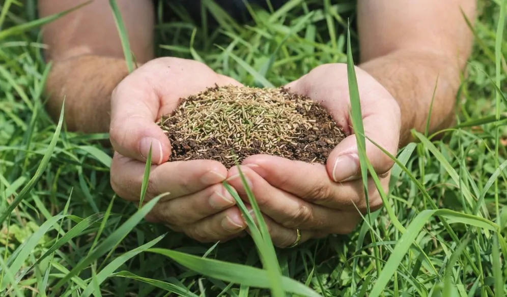 Quand semer du gazon
