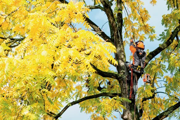 élagage des arbres