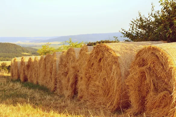 rouleaux-de-foin-terrain