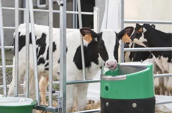 Abreuvoir antigel électrique LAKCHO 2 | LA BUVETTE - Image n°5