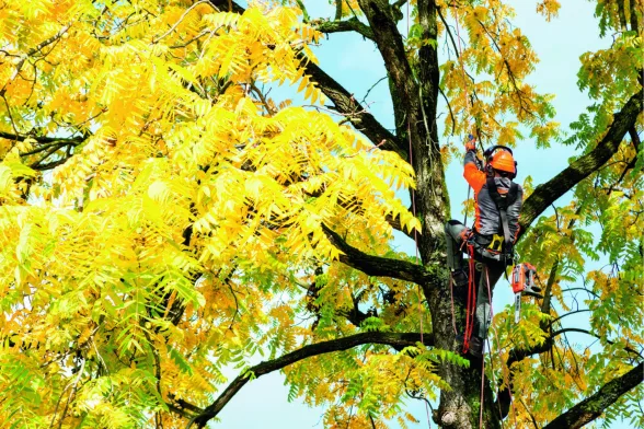 Tronçonneuse élagueuse thermique 35,1 cc GST 360 | OLEO-MAC - OLEO MAC - Image n°4