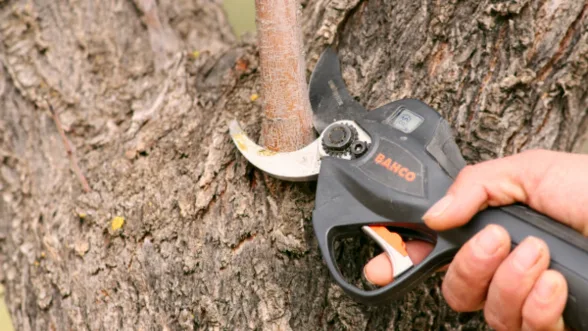 Sécateur à batterie BCL 240 | BAHCO - Image n°6