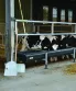 PELLE A ENSILAGE ABS ALIM EMMANCHEE - LA GEE - Image n°2